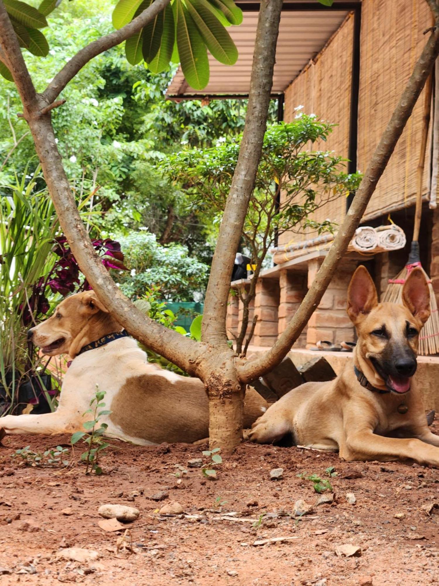 Nebula Nest Cafe & Hostel Auroville Exterior foto
